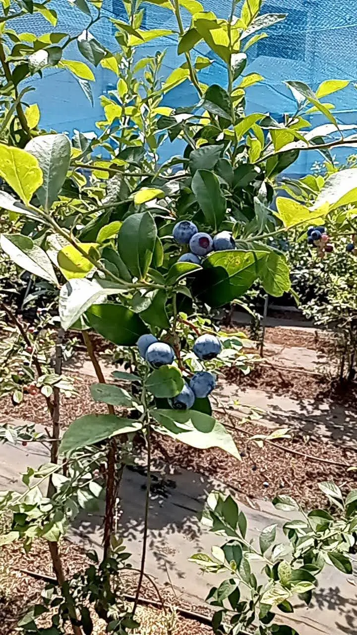 さかい農園のブルーベリー狩り