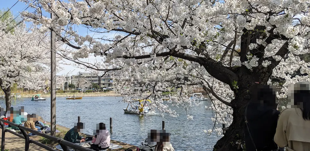 石神井公園の桜満開の様子