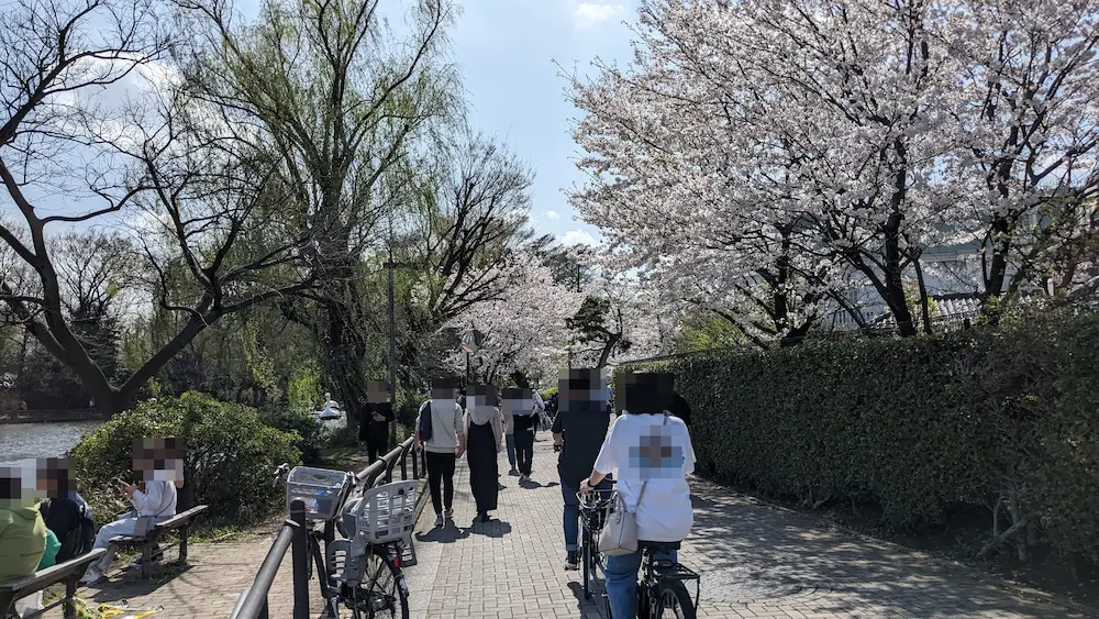 石神井公園の桜満開の様子