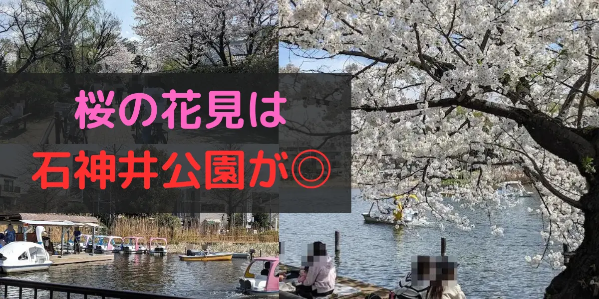 桜の花見は石神井公園が◎