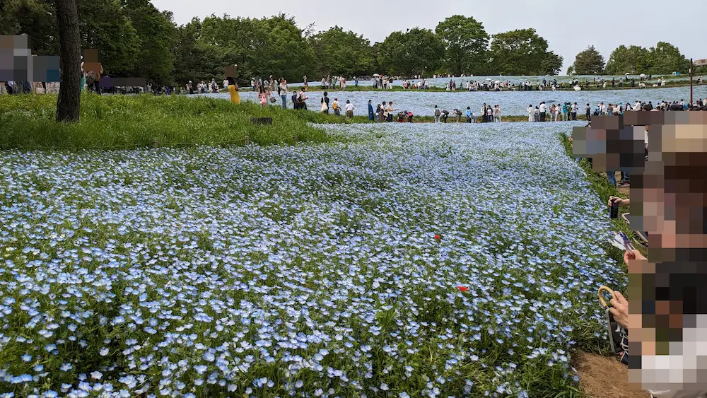 立川市昭和記念公園のネモフィラの丘