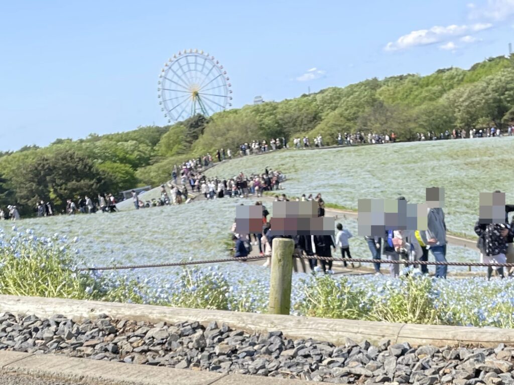 茨城県ひたち海浜公園のネモフィラの丘